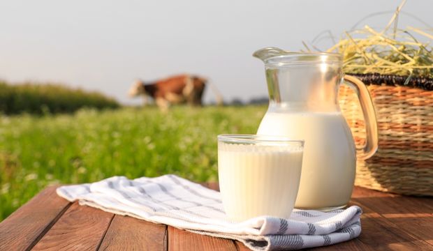 Jersey sütü nedir? Jersey sütü faydaları nelerdir?