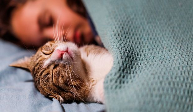 Evcil hayvanınızın sizinle uyumasına izin vermeli misiniz?