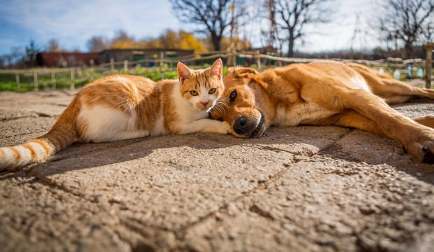 Canlı sahiplendikten sonra atmanız gereken adımlar