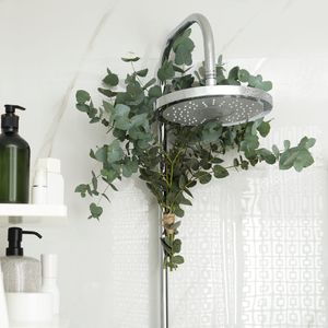 Duşa okaliptüs asmanın faydaları