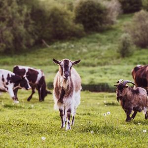 Bir karşılaştırma: Keçi sütü - inek sütü