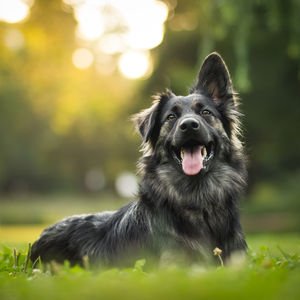 Hayvanların serinleme taktikleri