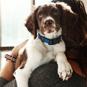 Köpeklerde Lyme hastalığı belirtileri