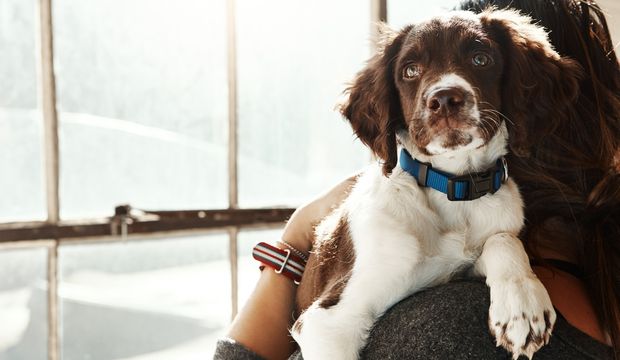 Köpeklerde lyme hastalığı nedir?