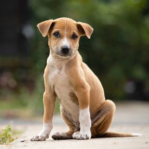 Tüm yönleri ile sokak hayvanları yasası