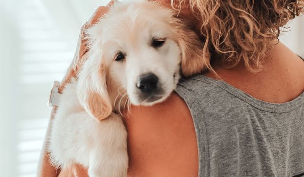 Hayvanlarda kanser nedenleri ve belirtileri nelerdir? Nasıl tedavi edilir?