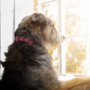 Travma geçiren hayvanlara yaklaşım