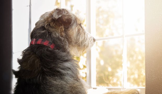 Travma geçiren ve stresli olan hayvana ne yapmalı?