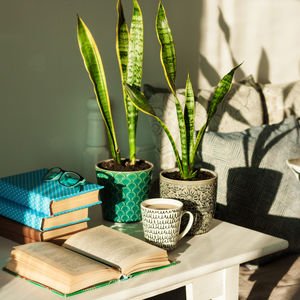 Nazara iyi gelen ev çiçekleri