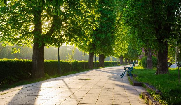 Ağaçları ilaç olarak kullanan şehir