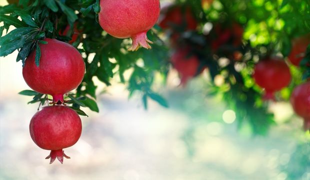 Bolluk bereketin sırrı zihinde başlar