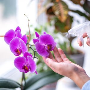 Ev bitkilerini kaloriferden uzak tutun