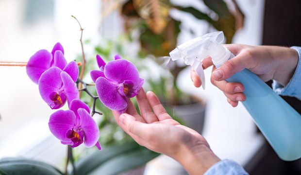 Ev bitkileri kışın nasıl korunur?