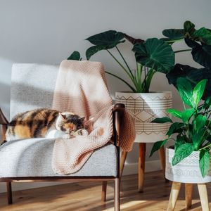 2025 trendi: Biyofili