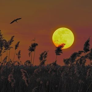 14 Ocak Yengeç burcunda Dolunay