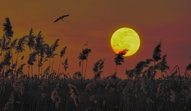 14 Ocak 2025 Yengeç burcunda Dolunay ve etkileri