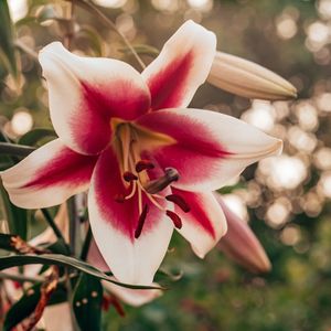 Vajinal doğum sonrası dikiş bakımı