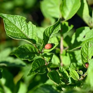 Bu böcekler obeziteye çare olabilir