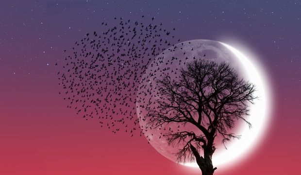 29 Ocak 2025 Kova burcunda Yeniay ve burçlara etkileri