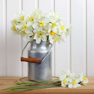 Güzelliğin ve kibrin sembolü: Nergis çiçeği 