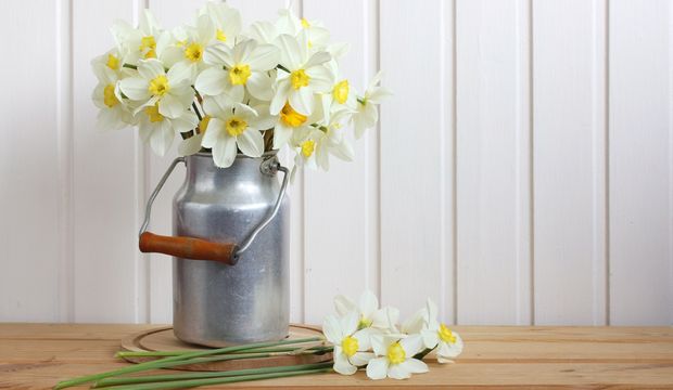 Nergis çiçeğinin anlamı nedir?