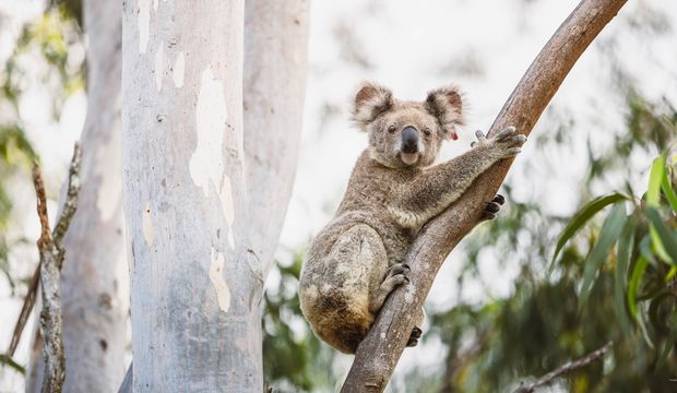 Tembellik diye bir şey var mı?