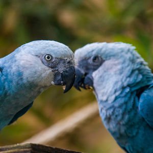 Kuşların beyni, konuşmayı açıklayabilir mi?