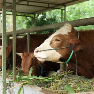 Hayvan pazarları geçici süreyle kapatıldı