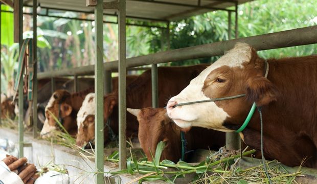 Şap hastalığı nedir?