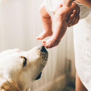 Köpekler bebeklerin egzamasına iyi gelir mi?