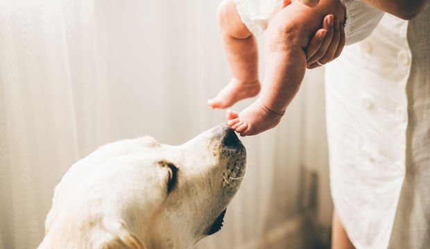 Köpekler bebeklerin egzamasına iyi gelir mi?