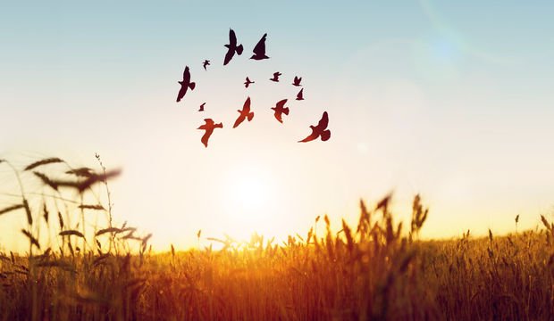 Zihinsel ve ruhsal özgürlüğün yolu: Affetmek