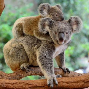 Koala ebeveynlik nedir?