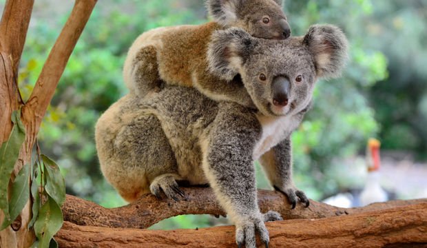 Koala ebeveynlik nedir?