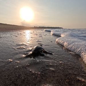 Belek sahillerinde zorlu yolculuk 