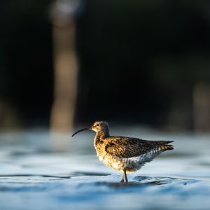 Kervan çulluklarının göç yolculuğu başladı