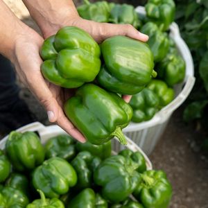 Dolma biberlerin cinsiyeti var mı?