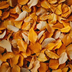 Yeni başlangıçların mevsimi: Sonbahar