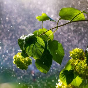 Doğa seslerinin iyileştirici gücü