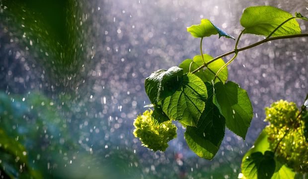 Doğa seslerinin iyileştirici gücü