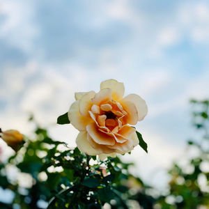 Yalnız yaşayan kadınlar neden daha mutlu?