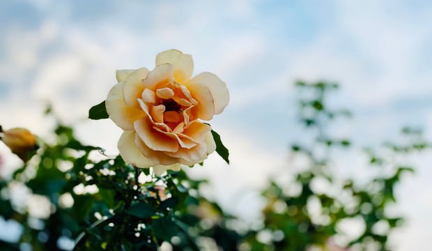 Yalnız yaşayan kadınlar neden daha mutlu?