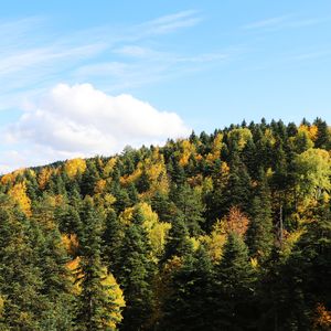 Orman denizi: Karabük