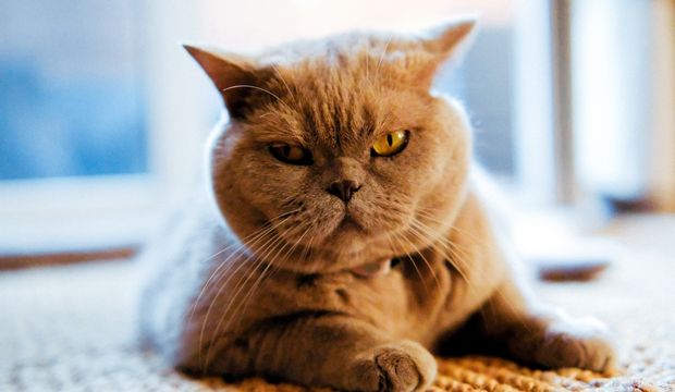 Açken neden daha sinirli oluruz?