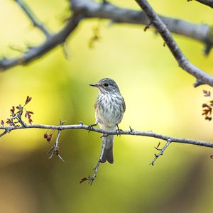Göçmen kuşların durağı: Karacabey Longozu
