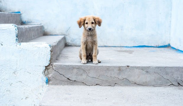 İstanbul Valiliği duyurdu: Sokak köpeklerini beslemek yasaklandı!