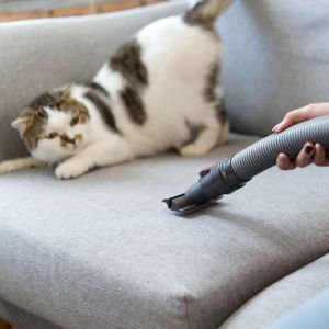 Evcil hayvanlar için tehlikeli 5 temizlik maddesi