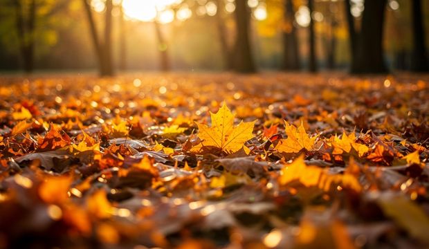 Köklerin kaderin değildir