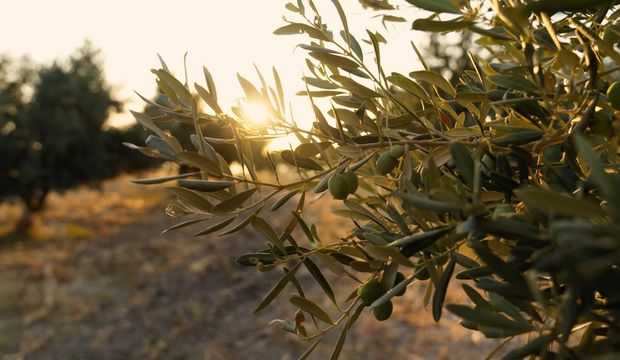 Zeytin ağacının bilgeliği: Doğadan, tarihten ve yaşamdan öğrettikleri