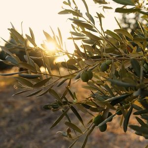 Zeytin ağacından öğreneceğimiz çok şey var...